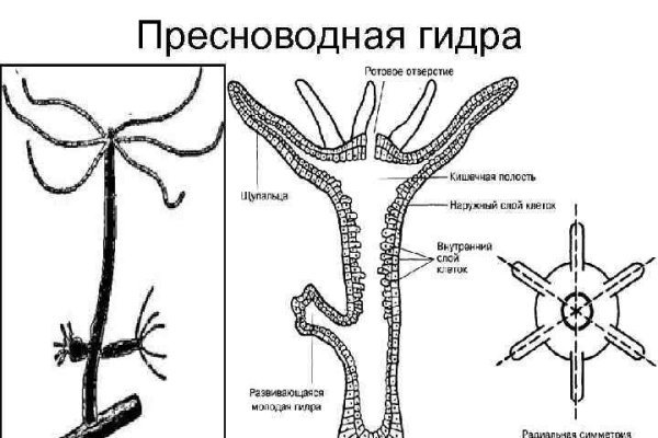 Как зайти на кракен браузеры